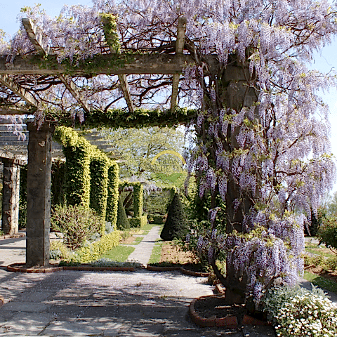 2 Yaş Mor Salkım Fidanı