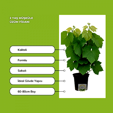 2 Yaş Müşküle Üzüm Fidanı
