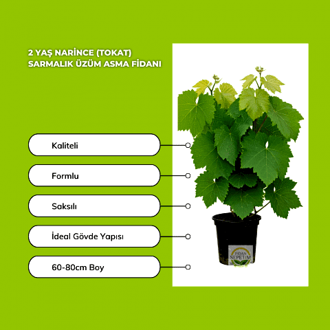 2 Yaş Narince (Tokat) Sarmalık Üzüm Asma Fidanı
