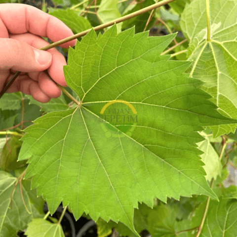 2 Yaş Narince (Tokat) Sarmalık Üzüm Asma Fidanı