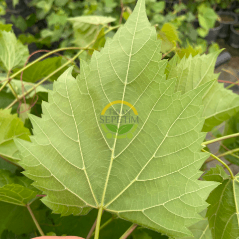 2 Yaş Narince (Tokat) Sarmalık Üzüm Asma Fidanı