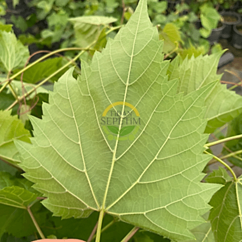 2 Yaş Narince (Tokat) Sarmalık Üzüm Asma Fidanı