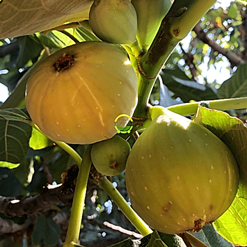 2 Yaş Patlıcan İncir Fidanı