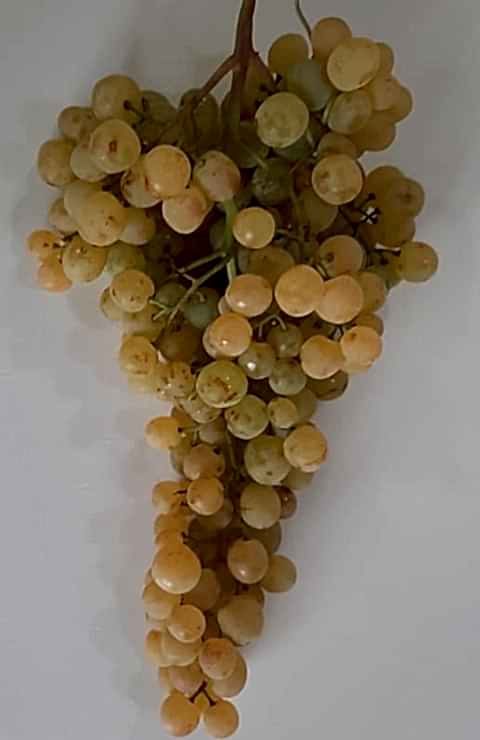 2 Yaş Süleymanpaşa Beyazı Üzüm Fidanı