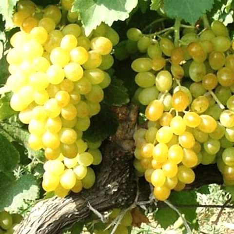 2 Yaş Tekirdağ Misketi Üzüm Fidanı