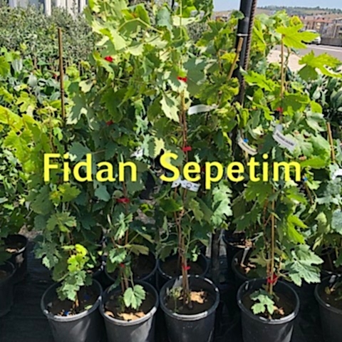 2 Yaş Tekirdağ Misketi Üzüm Fidanı