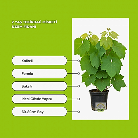 2 Yaş Tekirdağ Misketi Üzüm Fidanı