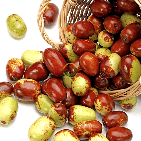 2 Yaş Ufak Meyveli Hünnap Fidanı