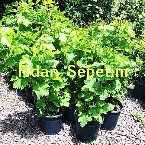 2 Yaş Uslu Üzüm Fidanı
