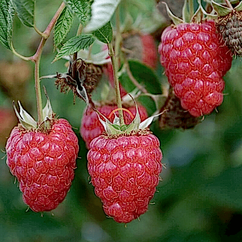 2 Yaş Willamette Çeşiti Frambuaz (Ahududu) Fidanı