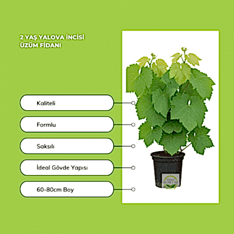 2 Yaş Yalova İncisi Üzüm Fidanı