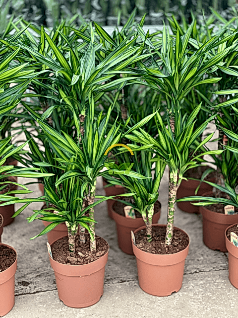 3 Gövdeli Dracaena Limon Bitkisi