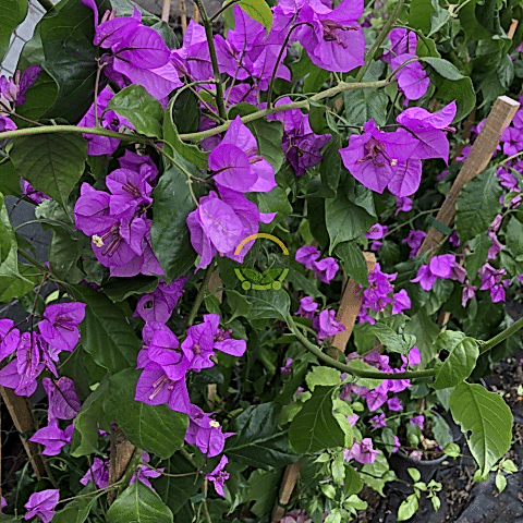 3 Yaş Ada Begonvili Fidanı