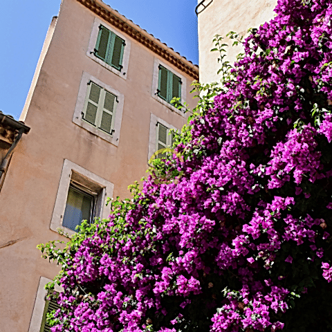 3 Yaş Ada Begonvili Fidanı