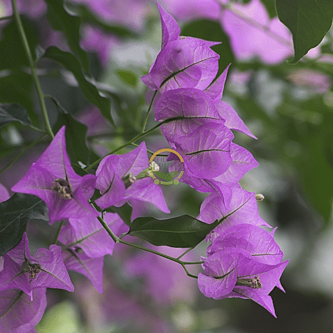 3 Yaş Ada Begonvili Fidanı
