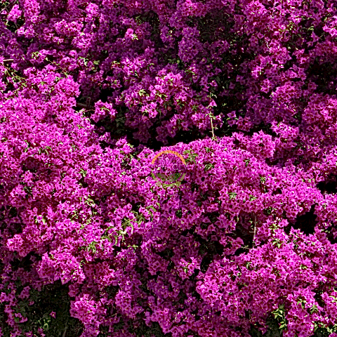 3 Yaş Ada Begonvili Fidanı