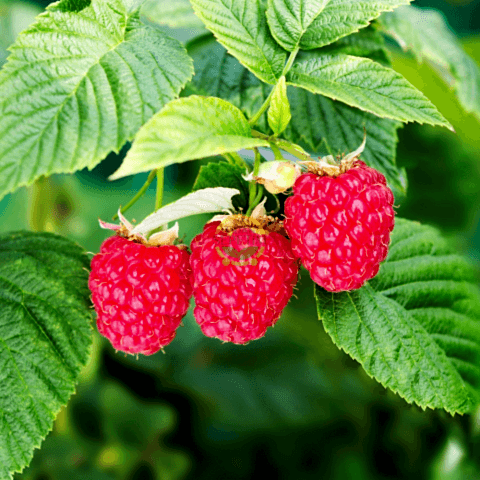 3 Yaş Ahududu Frambuaz Fidanı (4-5 Gövdeli)