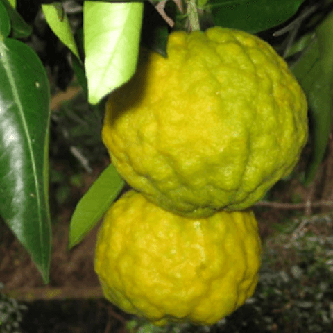 3 Yaş Aşılı Ağaç Kavunu Fidanı