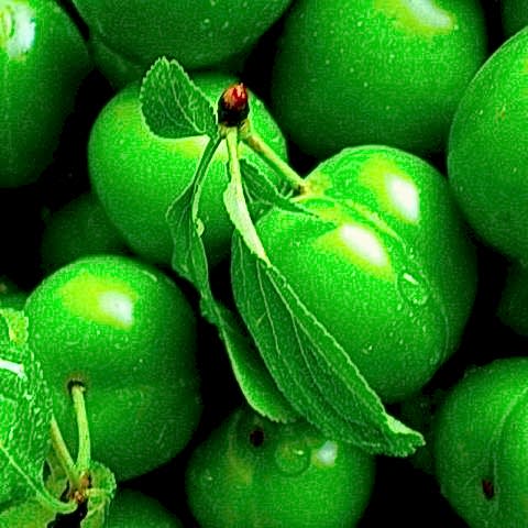 3 Yaş Aşılı Ağustos Papaz Erik Fidanı