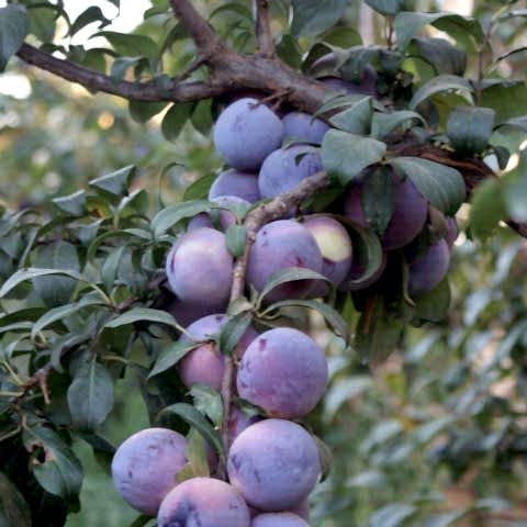 3 Yaş Aşılı Angeleno (Anjelika) Erik Fidanı