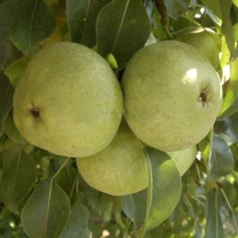 3 Yaş Aşılı Ankara Armut Fidanı