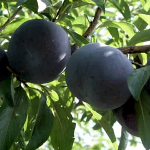 3 Yaş Aşılı Black Diamond Erik Fidanı *Yarı Bodur*