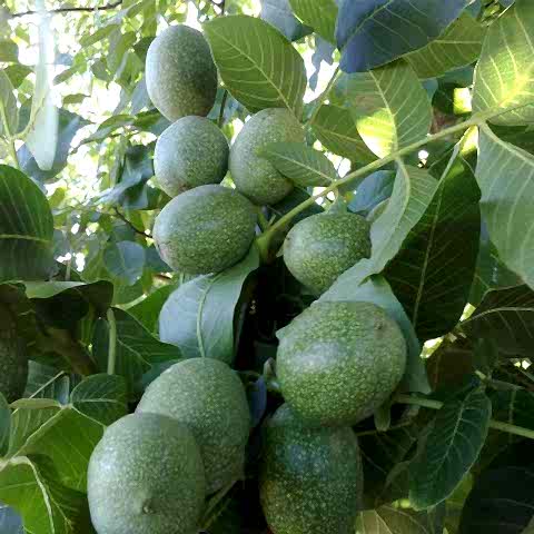 3 Yaş Aşılı Chandler Ceviz Fidanı