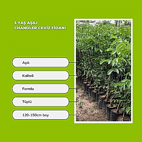 3 Yaş Aşılı Chandler Ceviz Fidanı