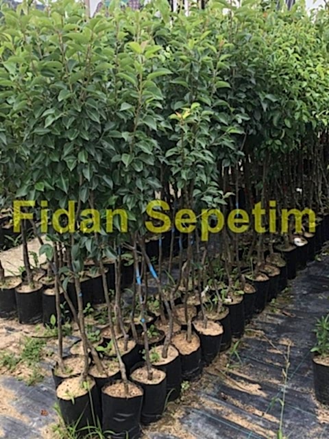 3 Yaş Aşılı Deveci Armut Fidanı