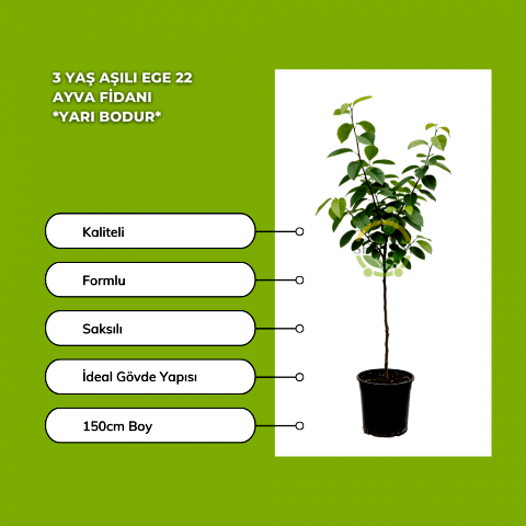 3 Yaş Aşılı Ege 22 Ayva Fidanı *Yarı Bodur*