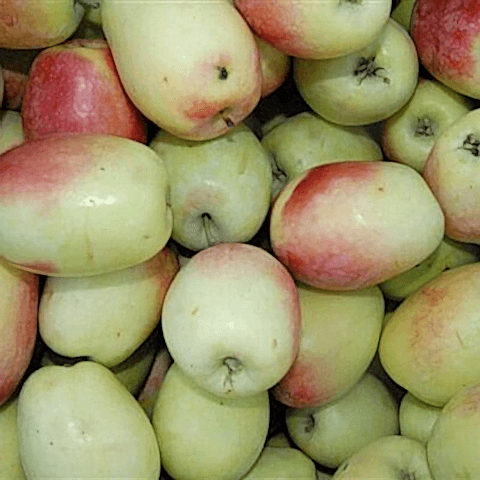 3 Yaş Aşılı Ferik (Ferek) Elma Fidanı