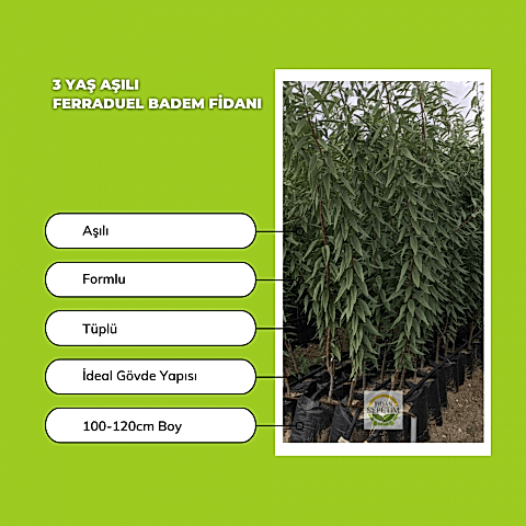 3 Yaş Aşılı Ferraduel Badem Fidanı