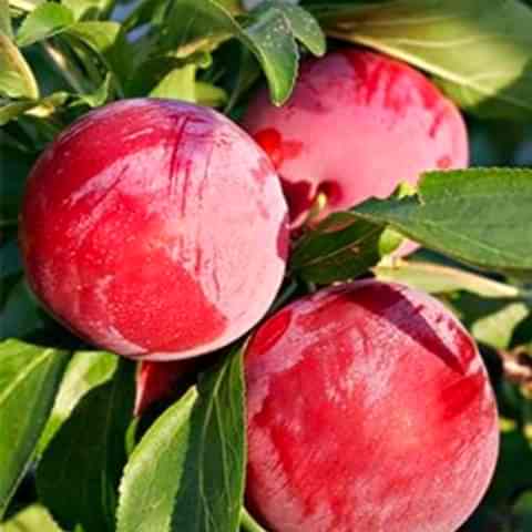 3 Yaş Aşılı Formosa Erik Fidanı *Yarı Bodur*