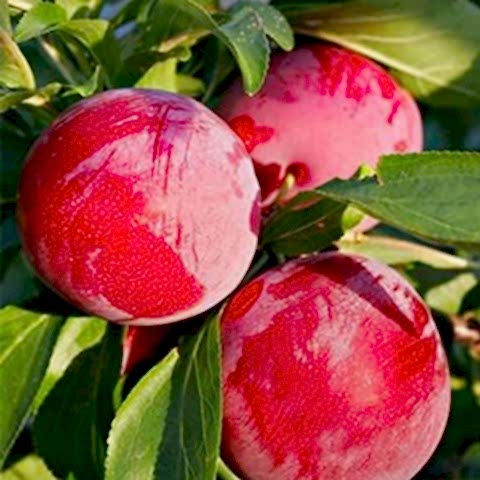 3 Yaş Aşılı Formosa Erik Fidanı