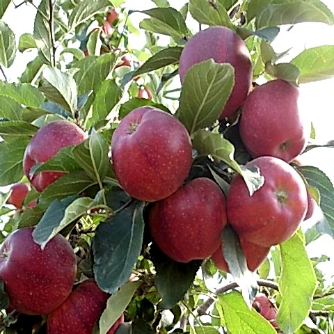 3 Yaş Aşılı Galaxy Gala Elma Fidanı