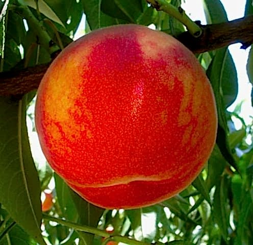 3 Yaş Aşılı Glohaven Şeftali Fidanı *Yarı Bodur*