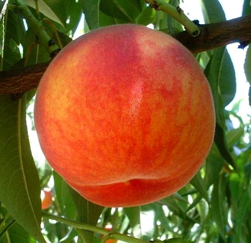 3 Yaş Aşılı Glohaven Şeftali Fidanı