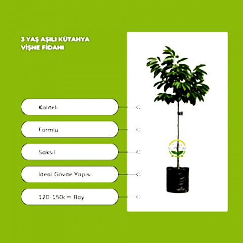 3 Yaş Aşılı Kütahya Vişne Fidanı