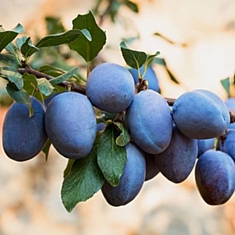 3 Yaş Aşılı Mürdüm Erik Fidanı *Yarı Bodur*