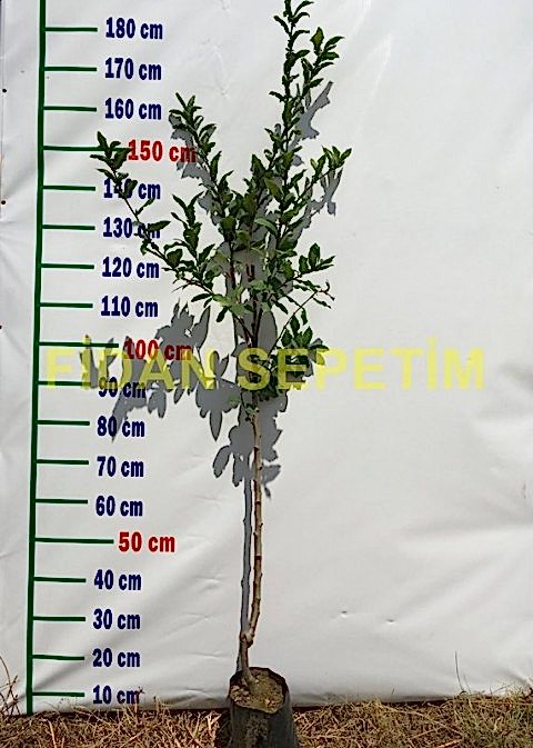 3 Yaş Aşılı Muşmula Fidanı *Yarı Bodur*