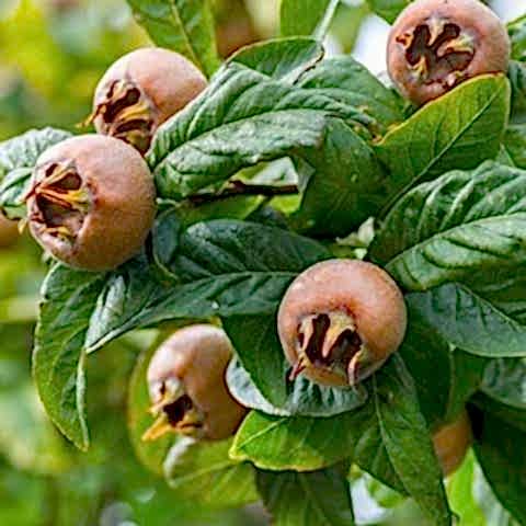 3 Yaş Aşılı Muşmula Fidanı