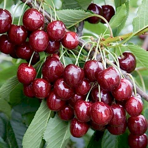 3 Yaş Aşılı Regina Kiraz Fidanı