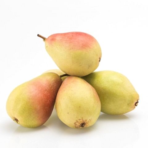 3 Yaş Aşılı Santa Maria Armut Fidanı