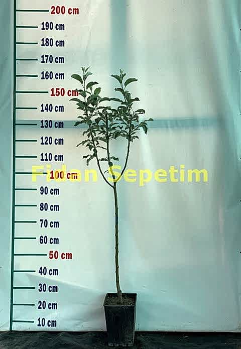 3 Yaş Aşılı Starkrimson Delicious Elma Fidanı *Yarı Bodur*