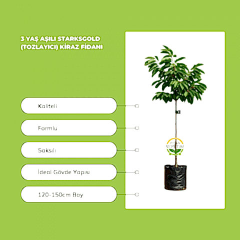 3 Yaş Aşılı Starksgold (Tozlayıcı) Kiraz Fidanı