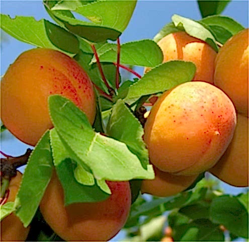 3 Yaş Aşılı Tokaloğlu Kayısı Fidanı *Yarı Bodur*