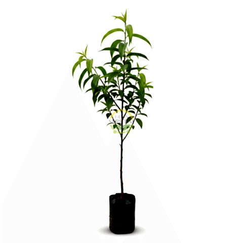 3 Yaş Aşılı Venüs Tüysüz Şeftali Fidanı (Nektarin)