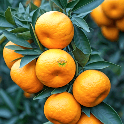 3 Yaş Aşılı W Murcott Mandalina Fidanı