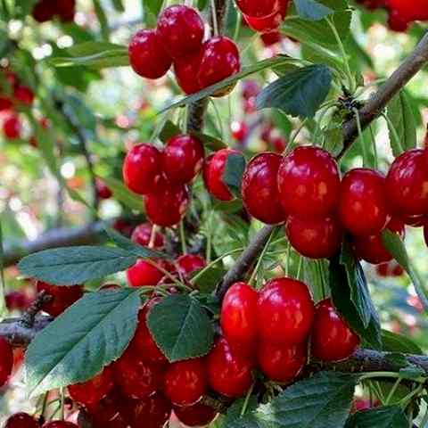 3 Yaş Aşılı Yarımca (Early Burlat) Kiraz Fidanı