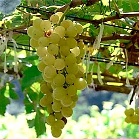 2 Yaş Balbal Üzüm Fidanı